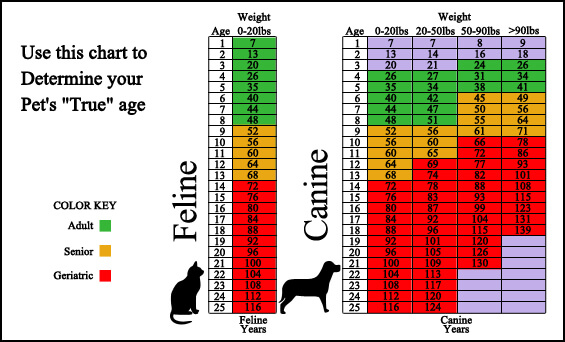 Pinelands Veterinary Hospital  - Surveillance Screening